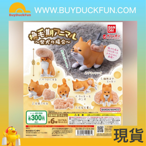 【特價】Capsule Toys 換毛動物～柴犬的場合～(全套5款)